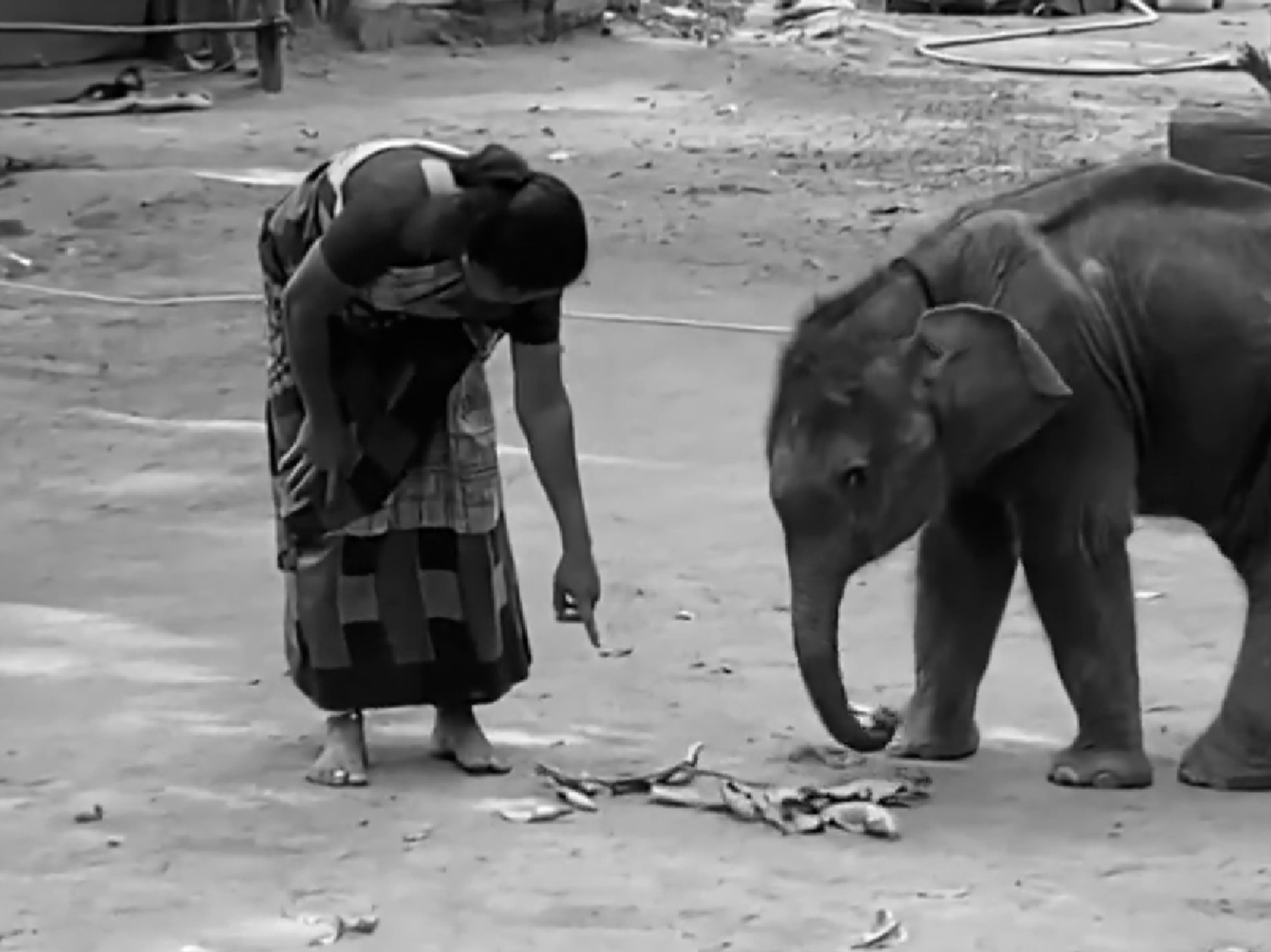 Forest officials rescue elephant calf trapped in rocky crevice in Kerala’s Palakkad