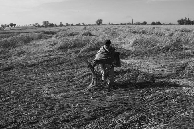 Centre relaxes wheat procurement norms for Punjab after rain damage