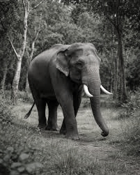 Man killed in Elephant attack while guarding crops in Jharkhand