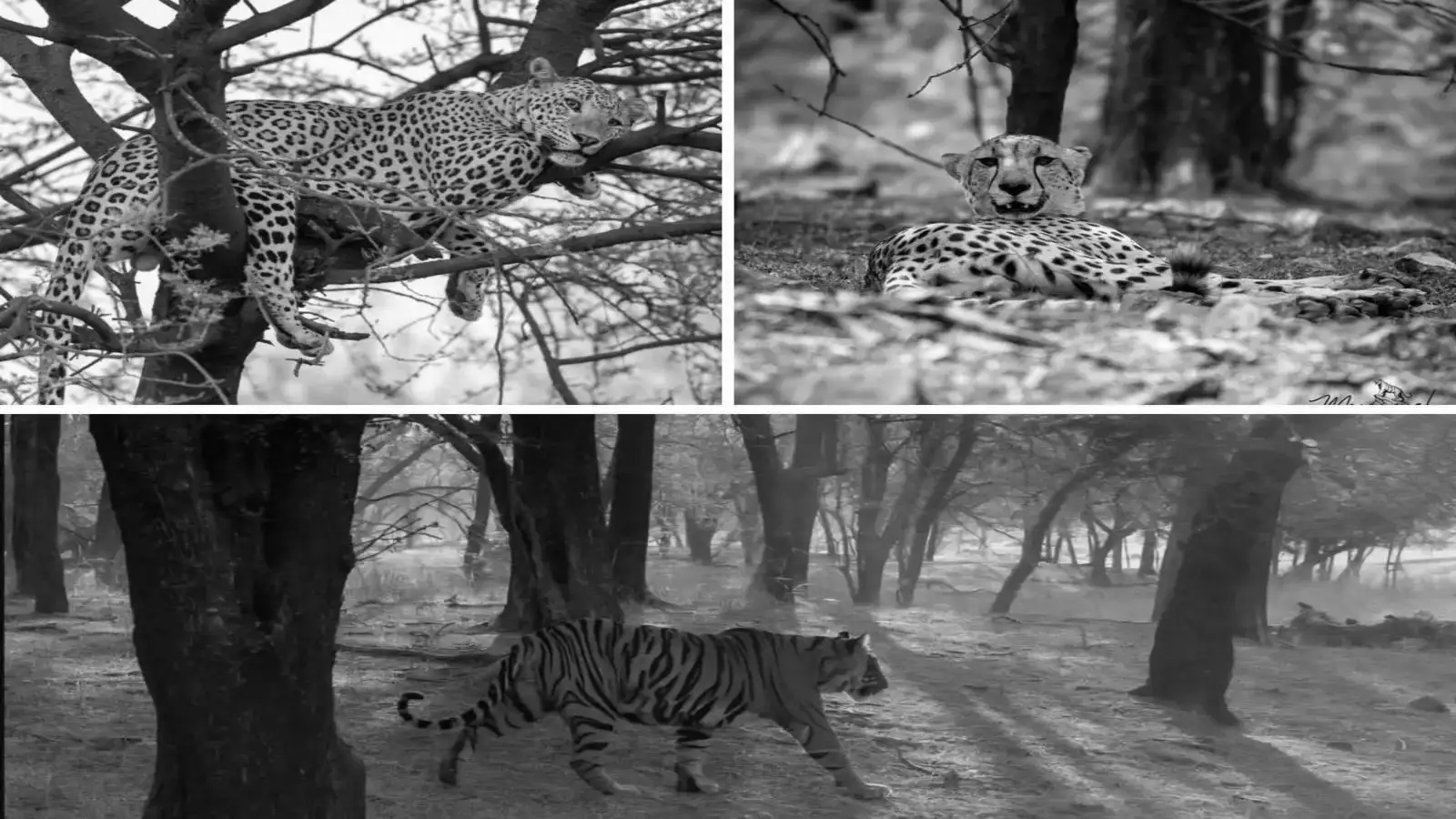 Tiger, Leopard And Cheetah Share Ranthambore Landscape In Extremely Rare Encounter