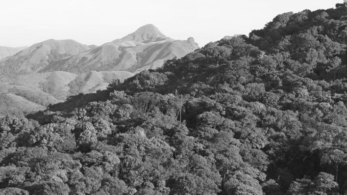 Climate Change Reshaping Carbon Storage In India’s Forests: IITM-Pune Study