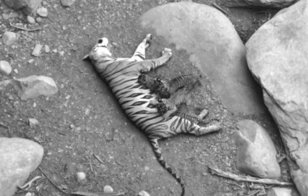 Mystery Deepens as Tiger and Cub Found Dead in Madhya Pradesh’s Panna and Kanha Reserves