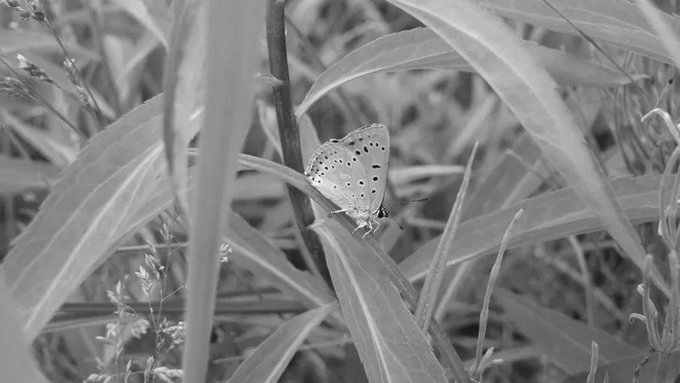 One-Third Of Dragonfly And Damselfly Species In Western Ghats Feared Missing, Major Survey Warns
