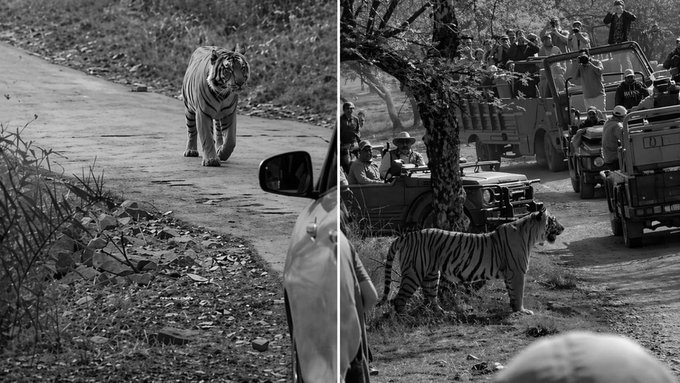 Tiger from Rajasthan Enters Cheetah Territory in Madhya Pradesh’s Kuno