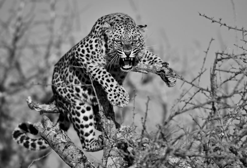 Elderly Woman Killed in Leopard Attack, Panic Grips Uttarakhand Village