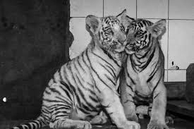 MP Tiger Deaths Continue to Rise, Kanha Cub Latest Casualty