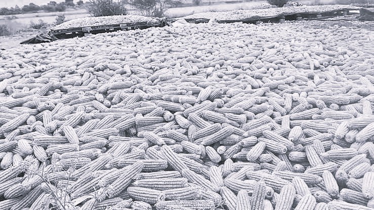 Maize Farmers Hit Hard as Fair Prices Elude Them, Suffer Massive Losses: YS Sharmila