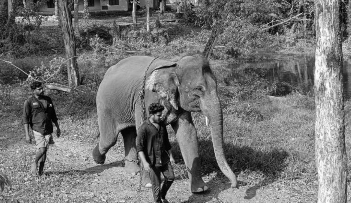 Kerala HC Questions Elephant Possession Order, Seeks Response from Centre and State