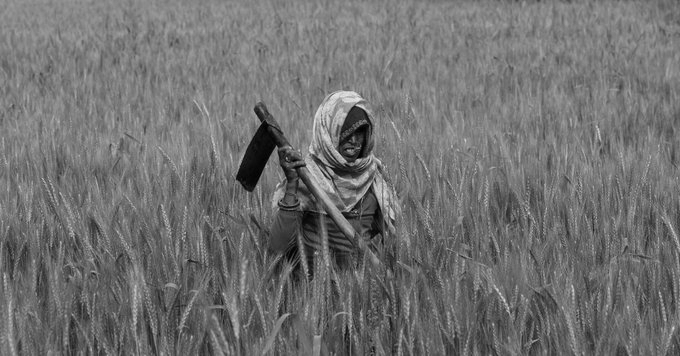 India’s Wheat Production Remains Resilient Despite Weather Setbacks: Agri Ministry