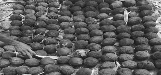 Over 100 crude bombs recovered from house of ‘TMC worker’ in Bengal’s Bhangar