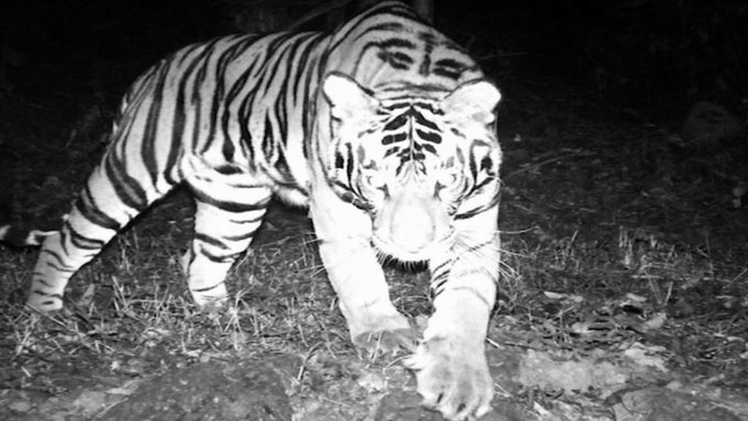 Rare Wildlife Event in Odisha: First-Ever Wild Male Tiger Enters Similipal Core Zone