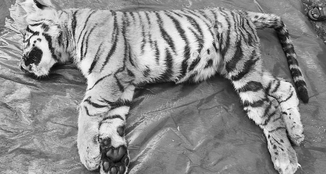 Alarm in the Wild: Third Tiger Cub Dies in Kanha, 24 Fatalities Since January in MP