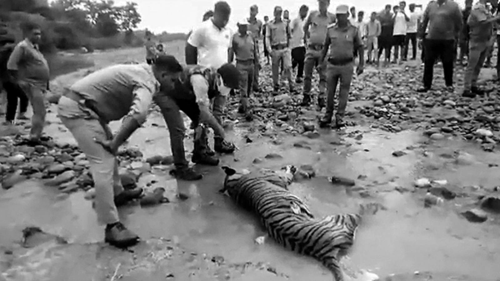 Tiger Electrocuted In MP Farmland, Farmer Held As Big Cat Death Toll Hits 27 In 2026