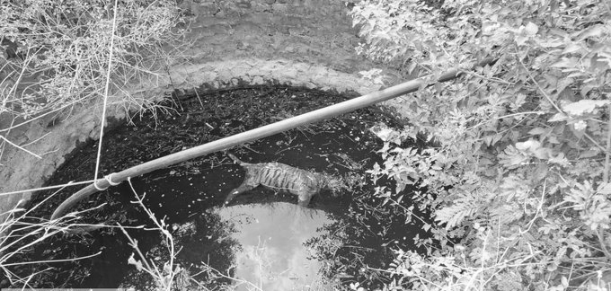 Tiger Electrocuted In MP Farmland, Farmer Held As Big Cat Death Toll Hits 27 In 2026