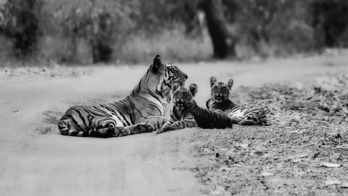Tigress T-141 Critical In Kanha Quarantine After Losing Three Cubs In Five Days