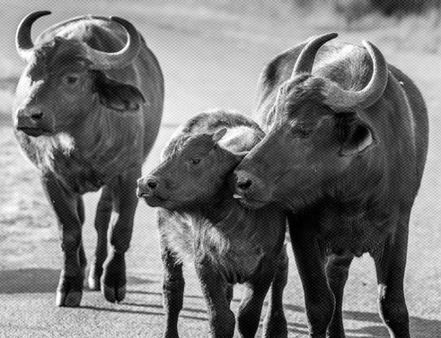 MP Begins Historic Reintroduction Of Wild Buffaloes After 150 Years In Kanha Tiger Reserve