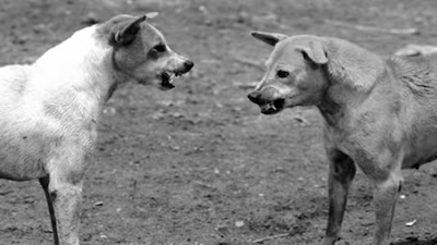 Stray Dog Menace Under Scrutiny After Child’s Death in Uttar Pradesh