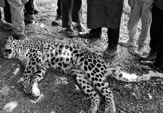 Leopard Found Dead in MP’s Raisen Field, Probe On for Possible Poaching