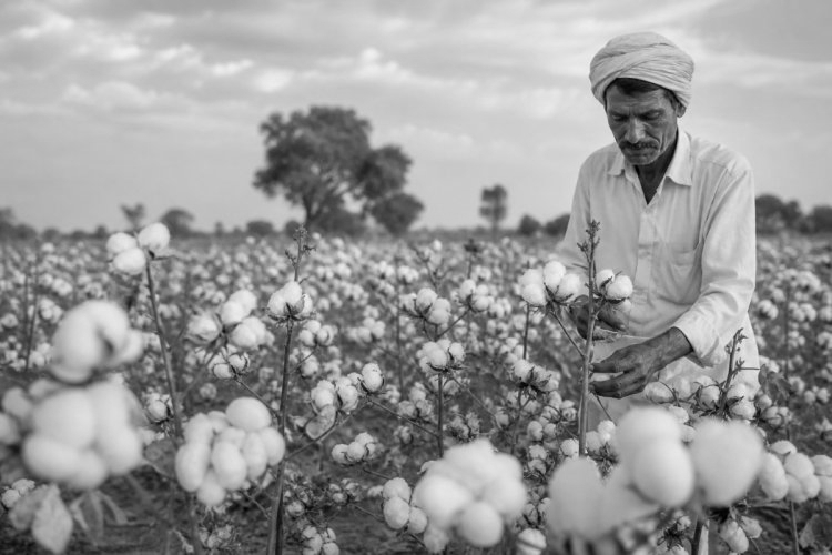 India Bets Big on Cotton: ₹5,659 Crore Mission to Rewrite Farm-to-Fashion Story
