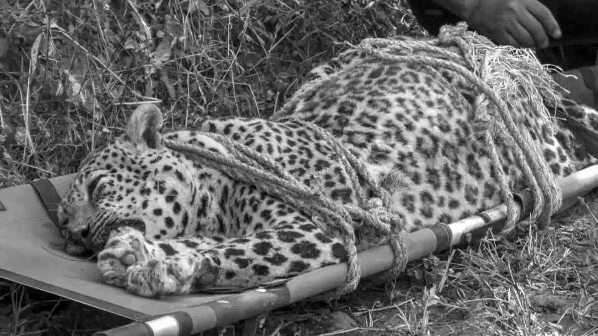 Leopard Shot Dead by Forest Dept Hunters in Uttarakhand's Pauri