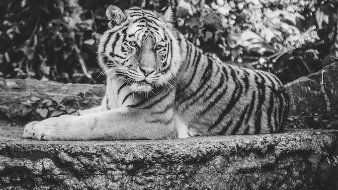 Wild Dogs Suspected Behind Tiger Death In Goa, Poaching Ruled Out