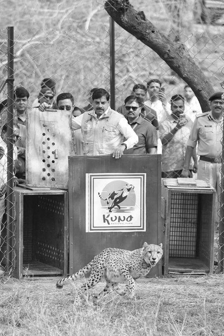 Two Botswana Cheetahs Released Into MP’s Kuno, Marking New Chapter in Project Cheetah