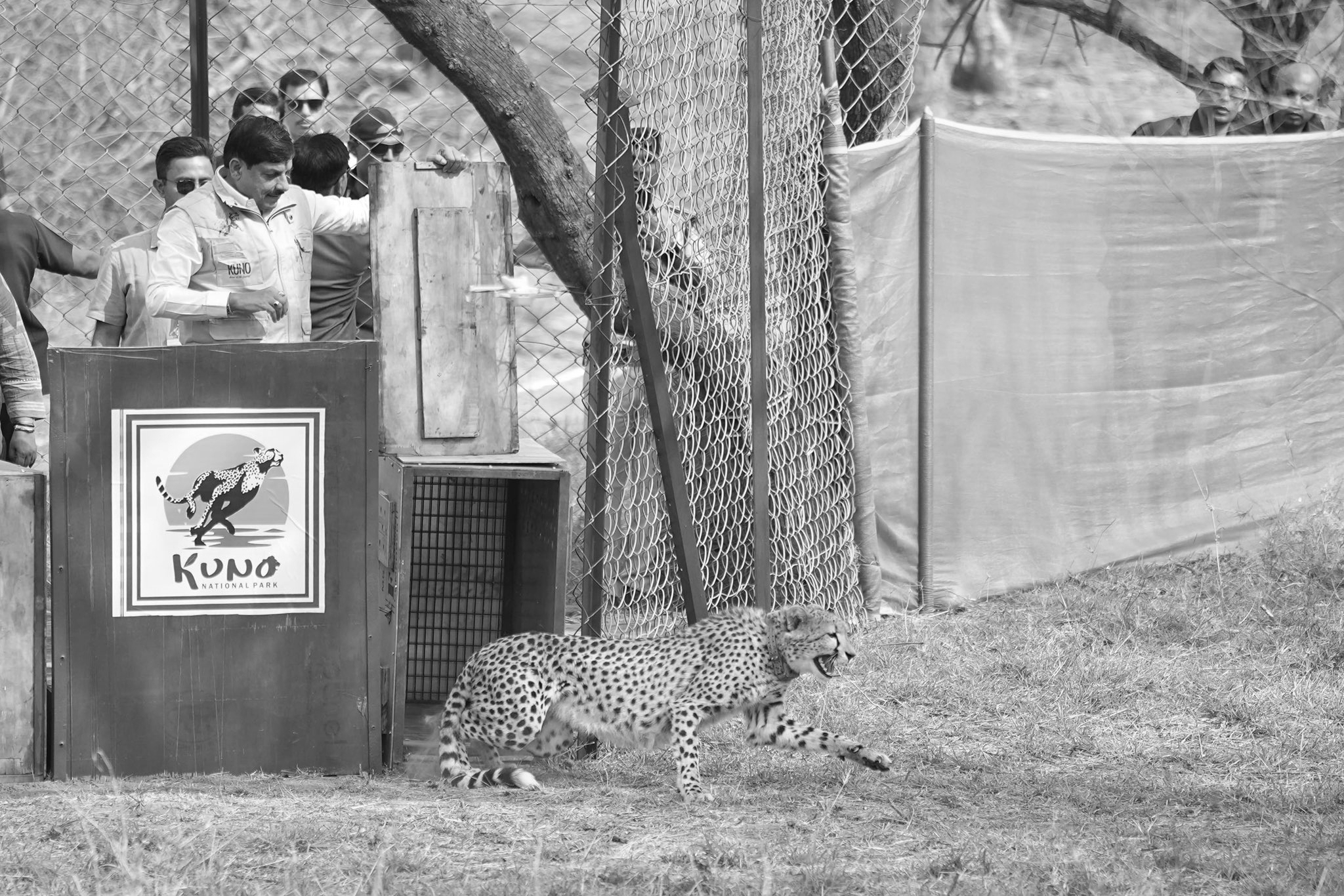 Two Botswana Cheetahs Released Into MP’s Kuno, Marking New Chapter in Project Cheetah