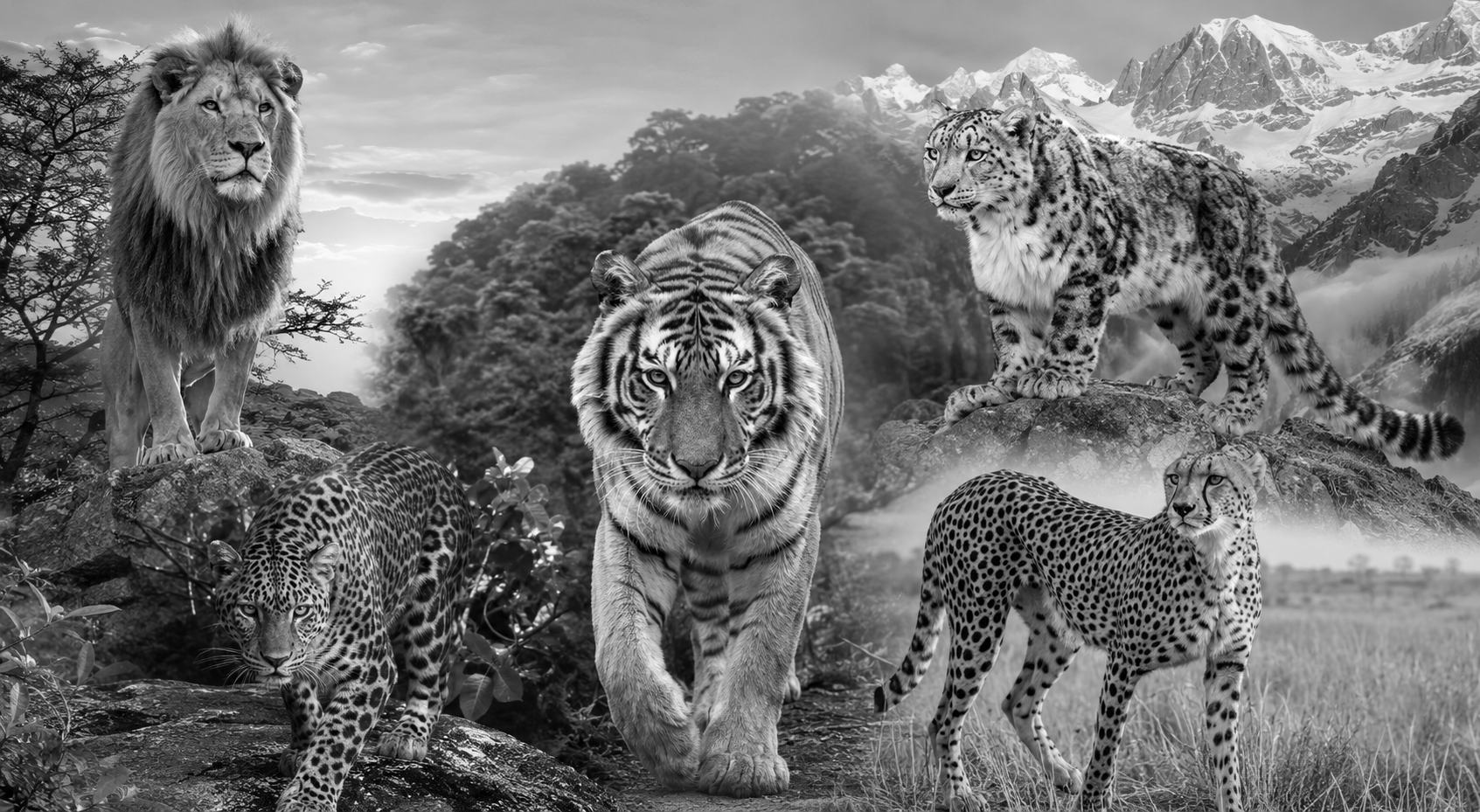 Big Cats, Big Mission: India Gears Up for Global Conservation Summit With Nationwide Events