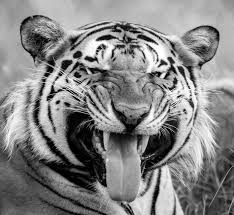 India Leads Global Push to Protect World’s Big Cats