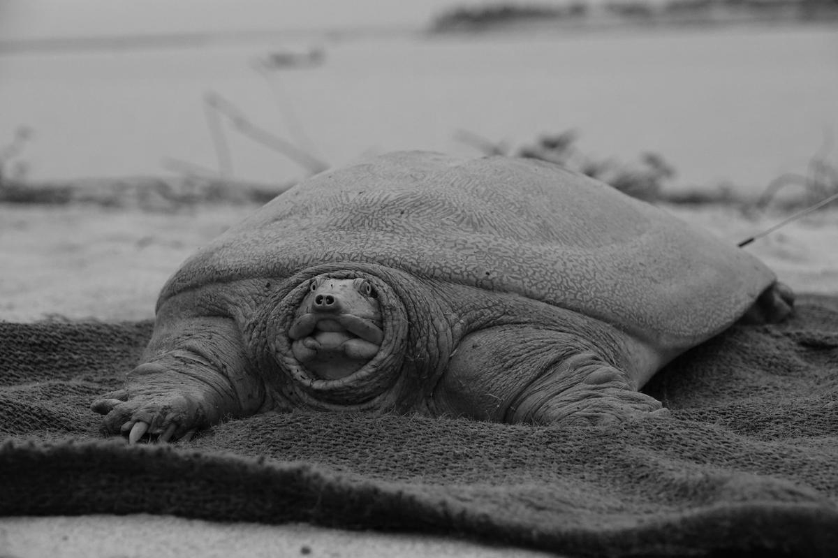 India’s First Satellite-Tagged Ganges Softshell Turtle Released In Kaziranga