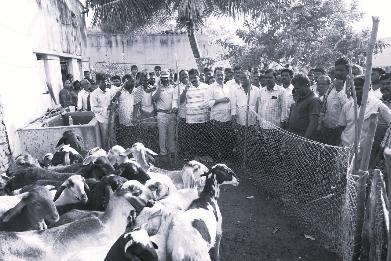 Lightning Strike Kills 30 Sheep in Nagar Kurnool, Minister Announces Relief