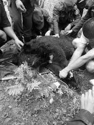 Wild Bear Rescued Safely After Triggering Panic in Jammu's Doda