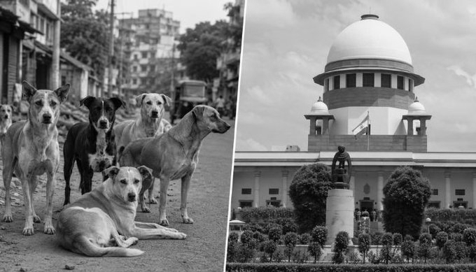 SC Refuses To Reopen Stray Dog Orders, Upholds Public Safety Over Animal Rights