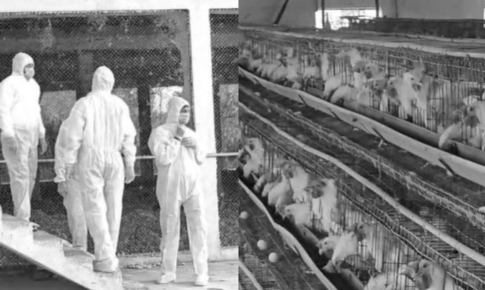 Eight Nandurbar Poultry Workers’ Samples Sent To NIV For Avian Flu Testing In Maharashtra