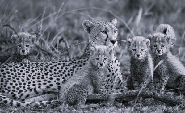 Project Cheetah Records Strong Growth As India’s Wild Cheetah Population Rises To 53