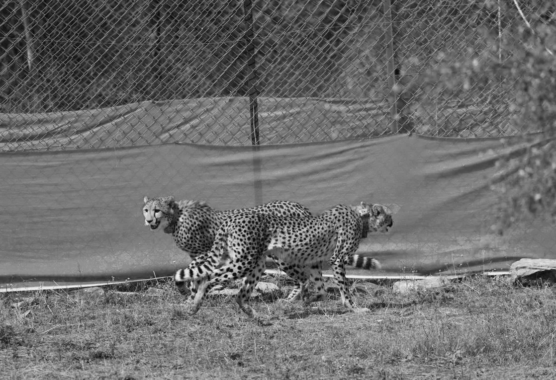 Not Just Conservation, Project Cheetah Correcting a Historic Wrong: Environment Minister