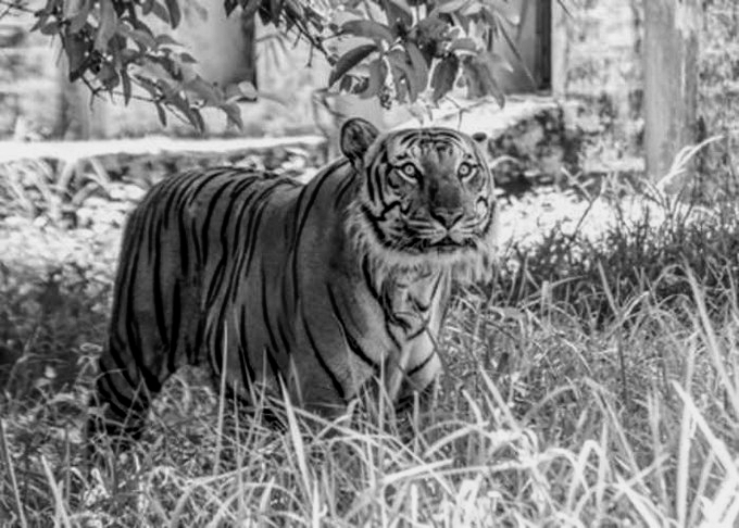 Woman Killed, Four Injured in Tiger Attack Near Bandhavgarh Reserve