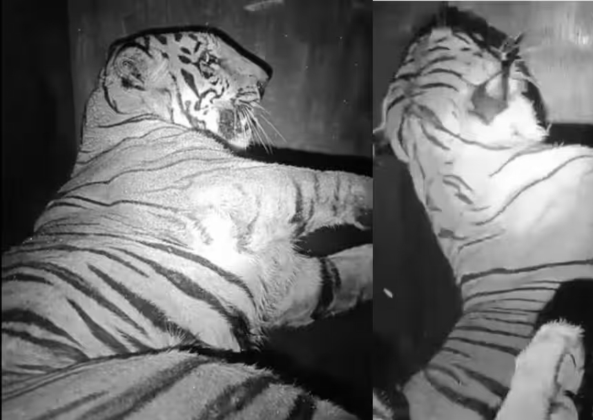 Chandrapur Tigress T-2 Captured After Killing Four Women, Shifted to Transit Care Centre