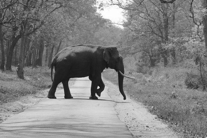 Woman Killed, Husband Injured in Wild Elephant Attack in Wayanad