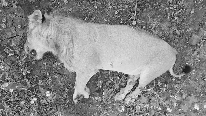 Five Lions Die In Gujarat’s Gir, Two Cubs Succumb To Suspected Babesia Infection