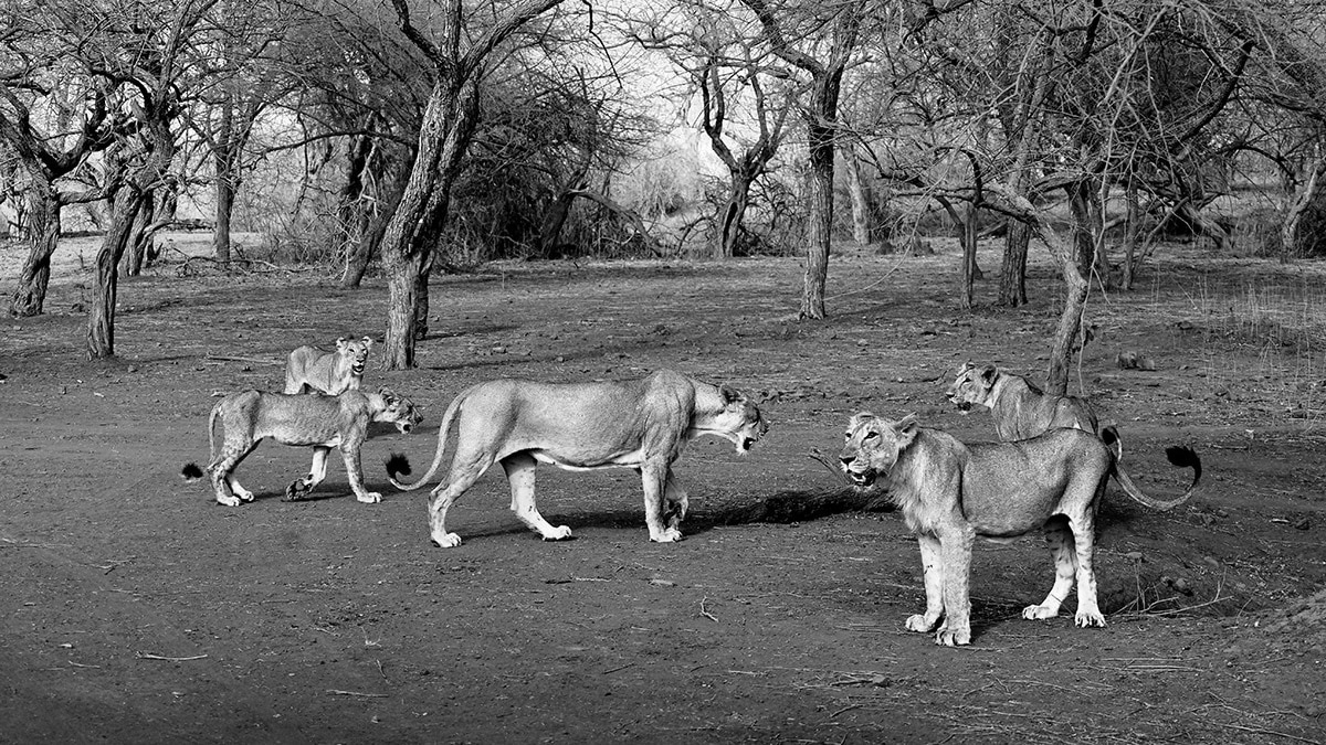Lion Cub Deaths In Gir: Gujarat Forest Minister Says Situation Under Control, No New Cases In 3 Days