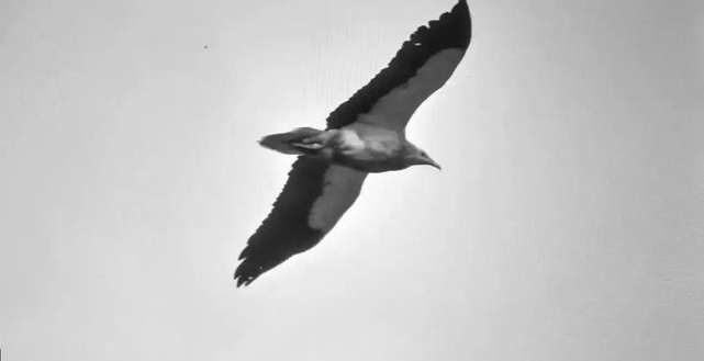 India’s Vultures Soar Back from the Brink in Landmark Conservation Success