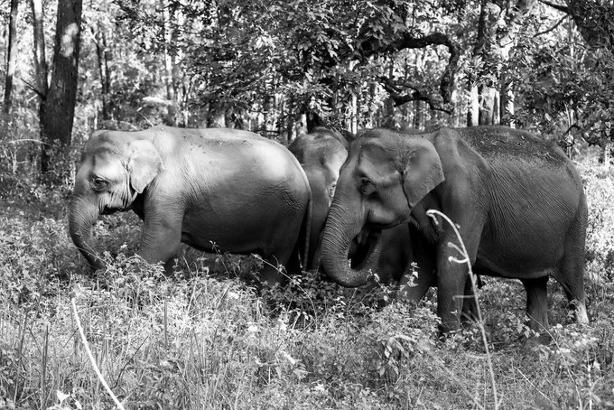 Elephant Attack In MP’s Sidhi Leaves Couple Dead, Sparks Protest Over Relocation Delays