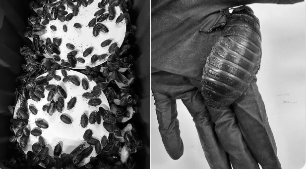 Australia Seizes Over 100,000 Illegal Cockroaches in Record Exotic Insect Bust