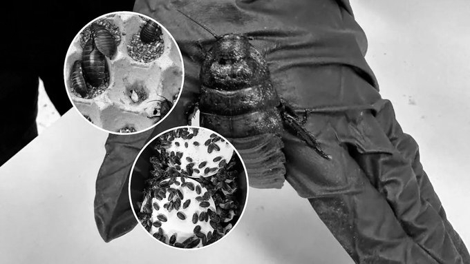 Australia Seizes Over 100,000 Illegal Cockroaches in Record Exotic Insect Bust