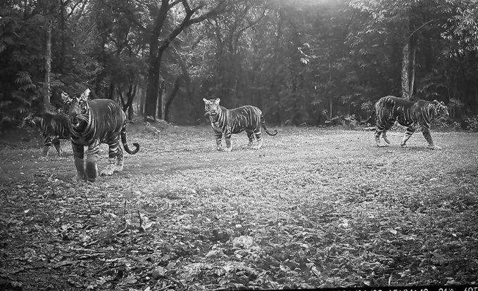 Similipal’s Black Tiger Legacy Grows as Melanistic Tigress Appears with Three Cubs