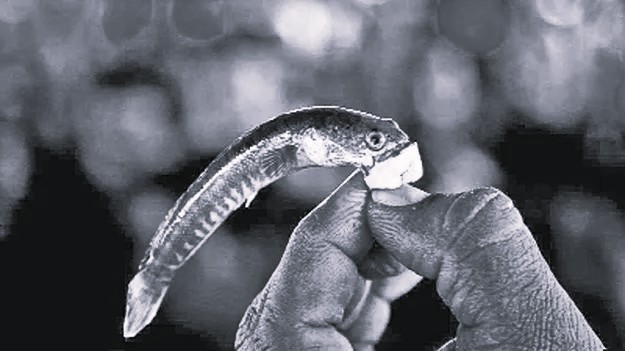 Hyderabad Gears Up For Annual Fish Prasadam Distribution, Extensive Arrangements In Place