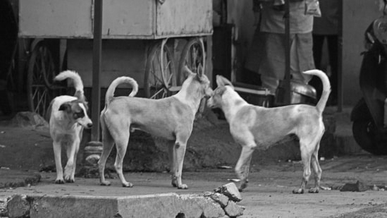 After Three-Year RTI Battle, CIC Pulls Up MCD Over Stray Dog Information