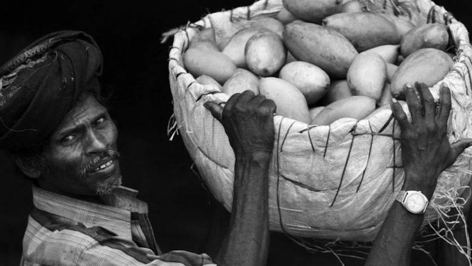 Nepal Joins Japan in Banning Indian Mangoes: Is India's 'King of Fruits' Losing Its Crown?