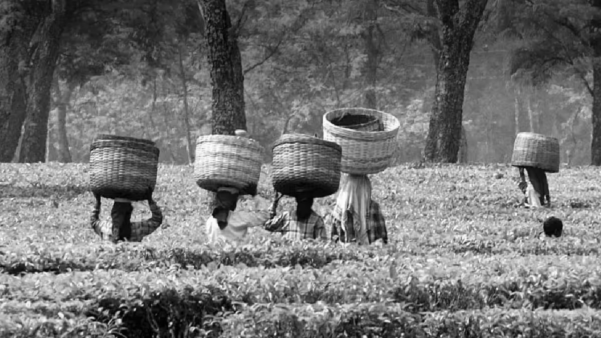Assam Launches Free Transport For Students In Tea Garden Areas